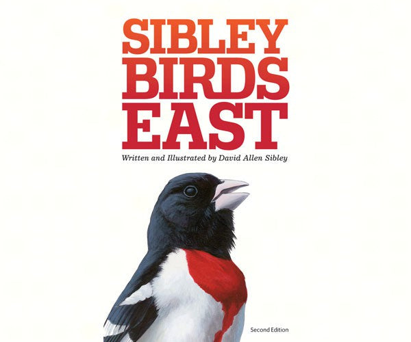 Sibley Birds East with male Rose-breasted Grosbeak