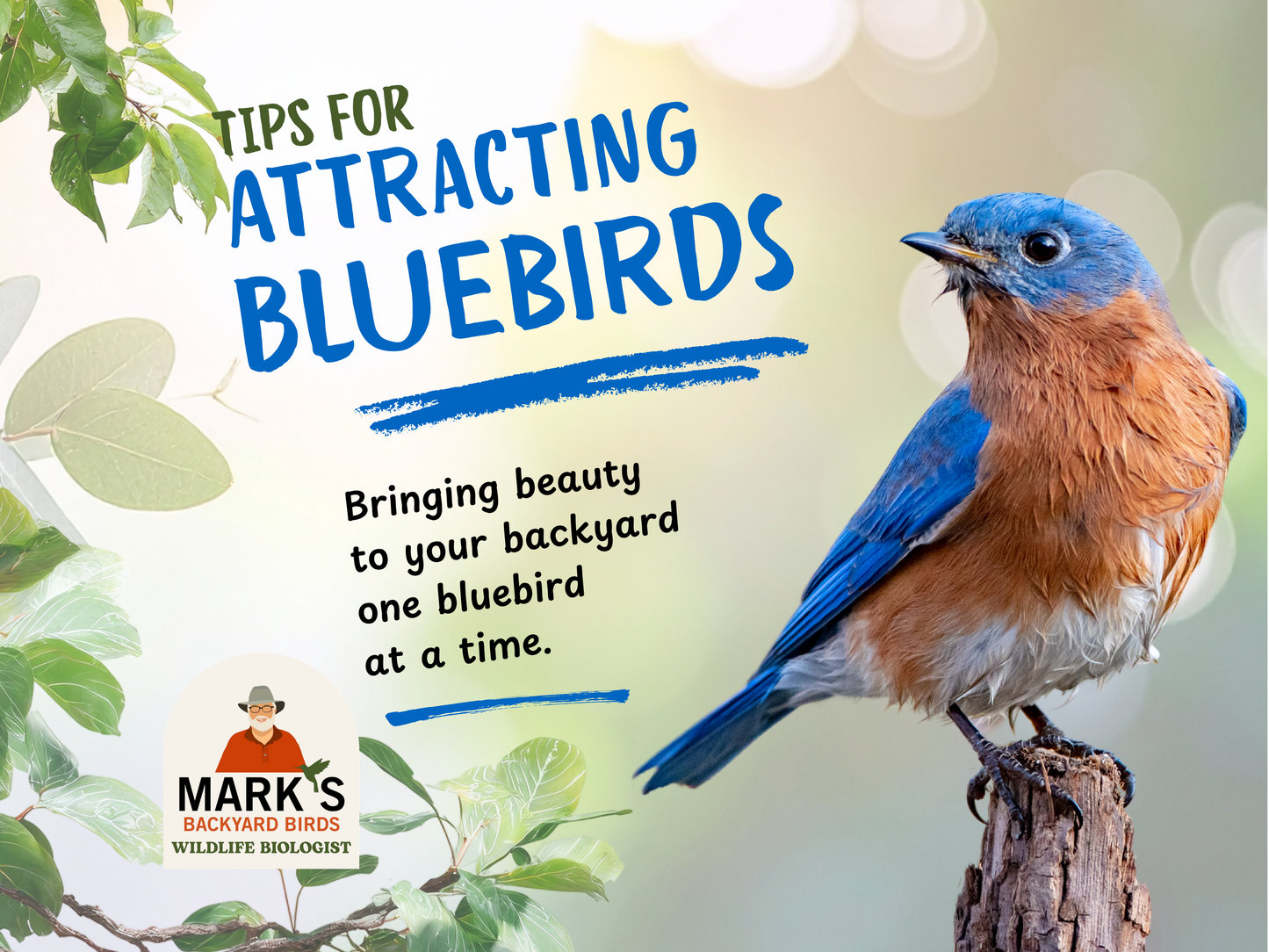 Bluebird Ebook