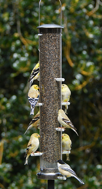 Brushed Nickle Finch Feeder with goldfinches and chickadee