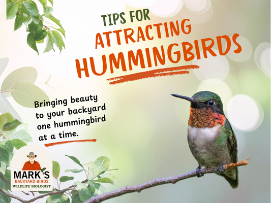 Hummingbird EBook