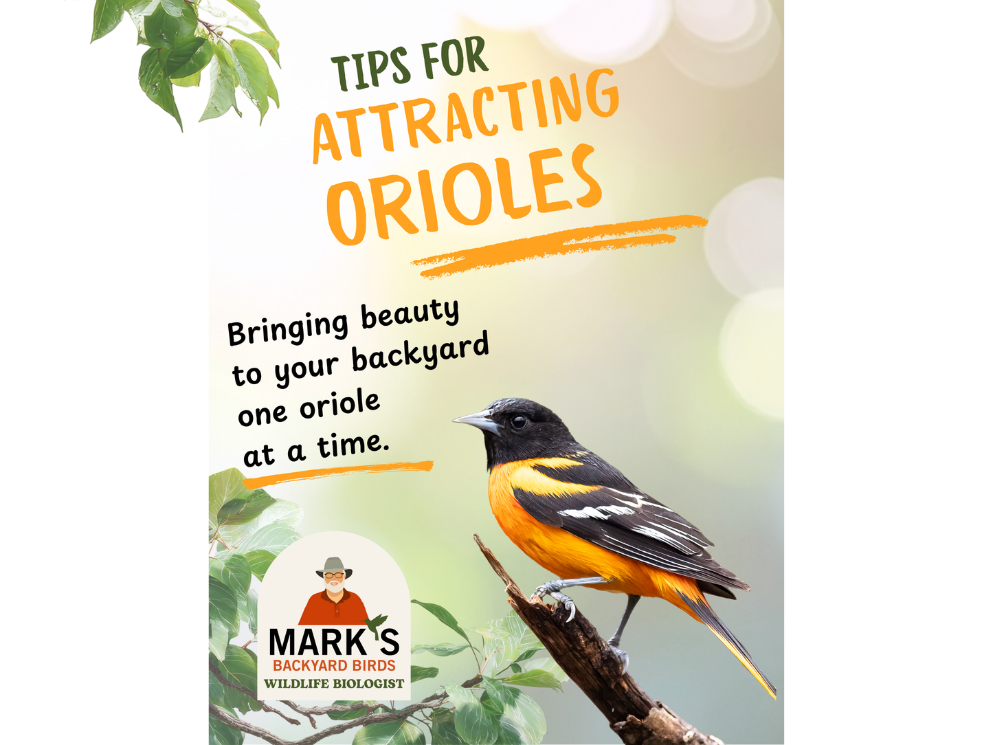 The Complete Backyard Oriole Guide: How to Attract, Feed, and Enjoy Baltimore & Orchard Orioles