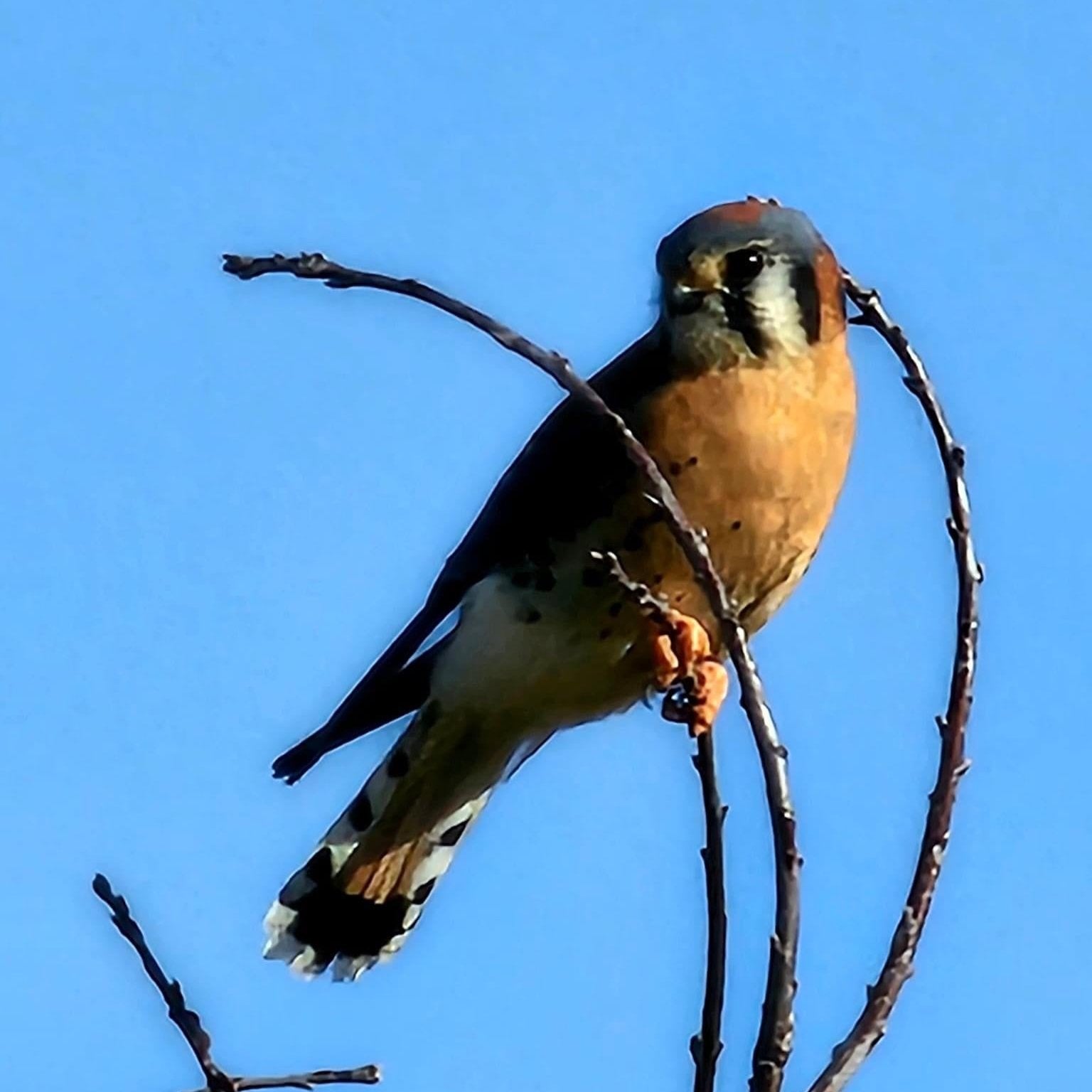 American Kestrel perched on a limb