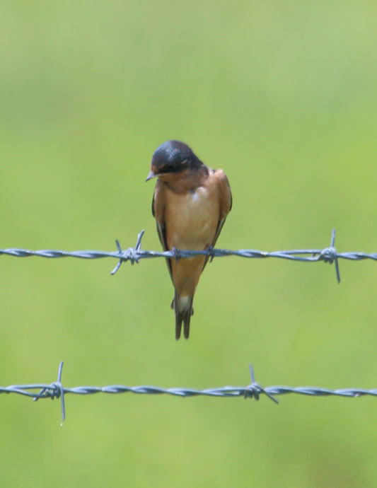 Barn Swallow on barbed wire fence