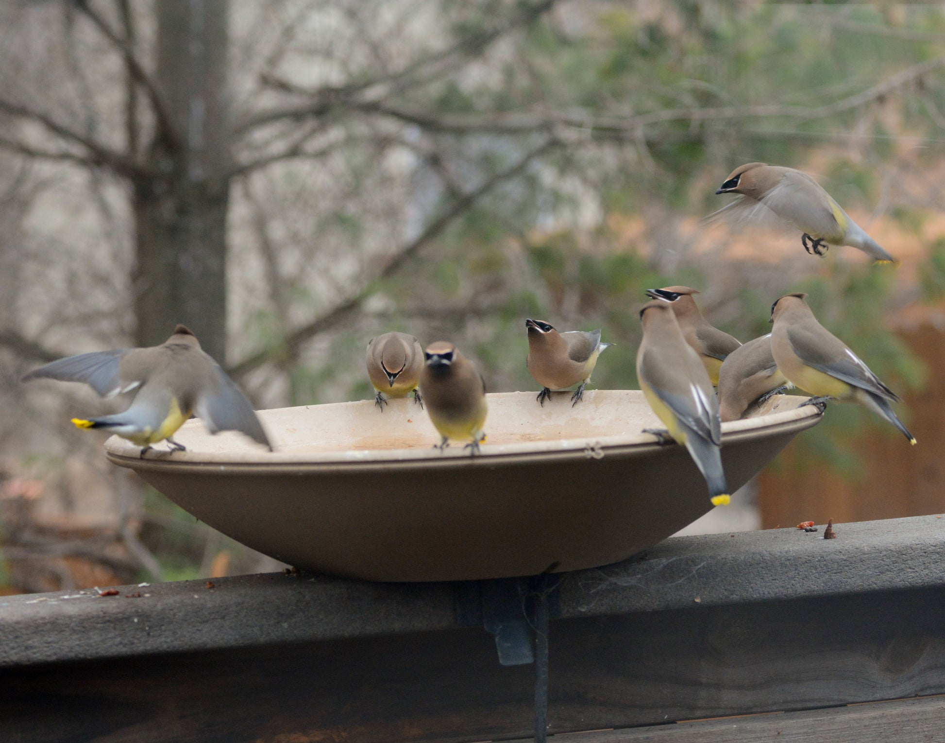 Tan bird bath with lots of Cedar Waxwings