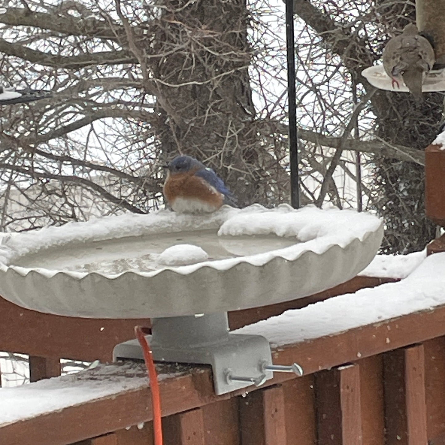 male bluebird on a grey scalloped bird bath in snow