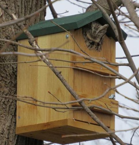 Wooden nest box with owl sticking its head out