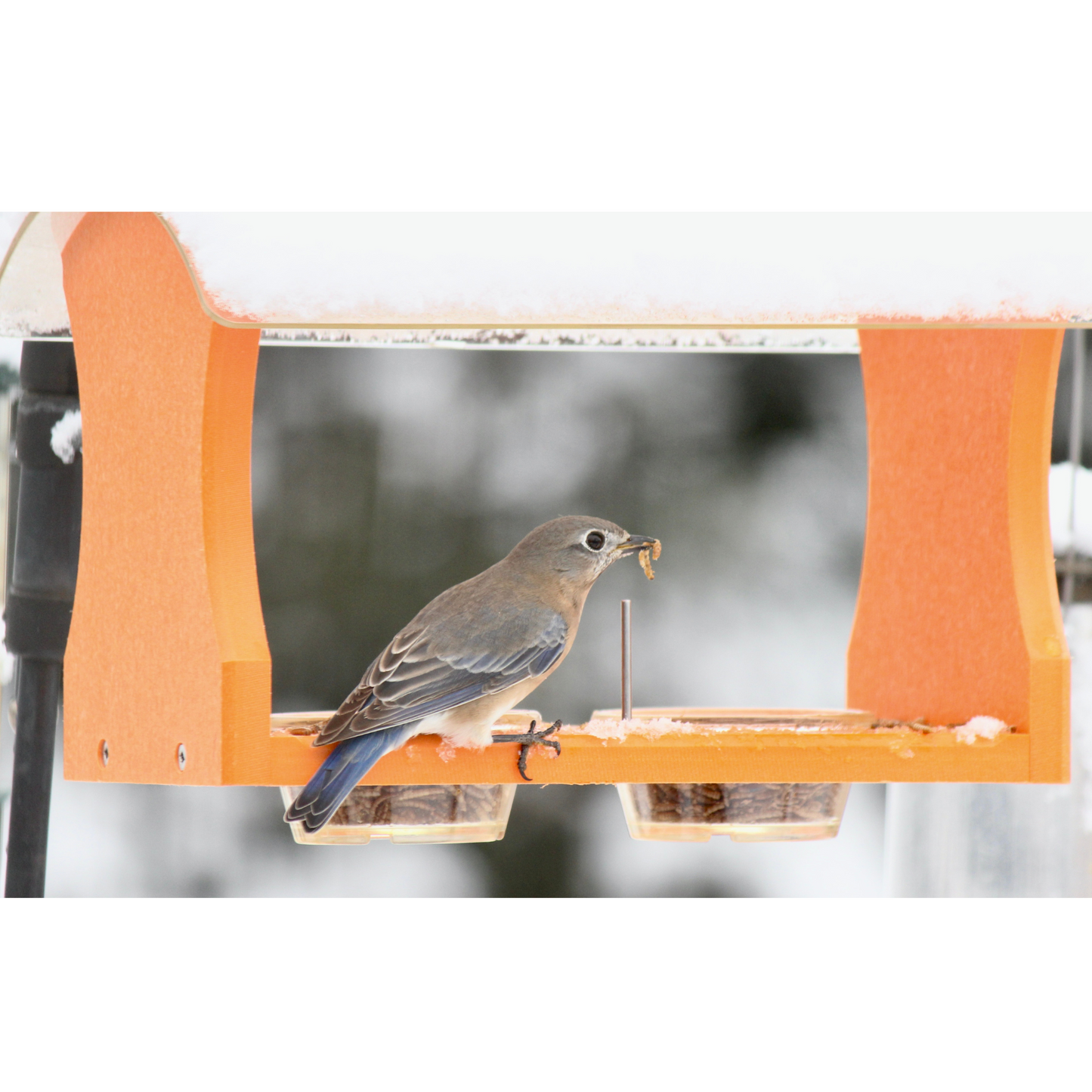 female bluebird with a mealworm on orange feeder