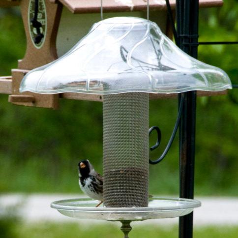 Mesh bird feeder with clear hood and tray with bird