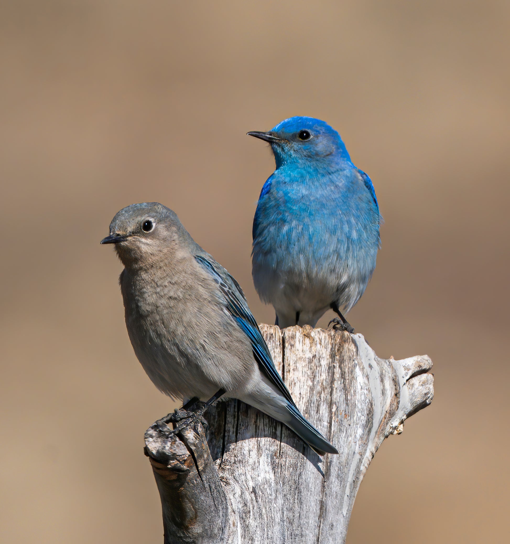 male and female western bluebird on stob