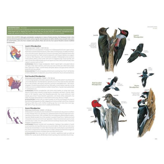 A printed page from a nature guide or educational book showing detailed woodpecker illustrations and labeled maps. The right side features multiple painted woodpecker species with labels and small inset maps, while the left side contains text blocks and map callouts under a green header.