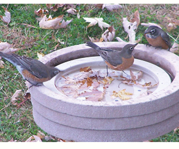 Three American Robins at a bird bath