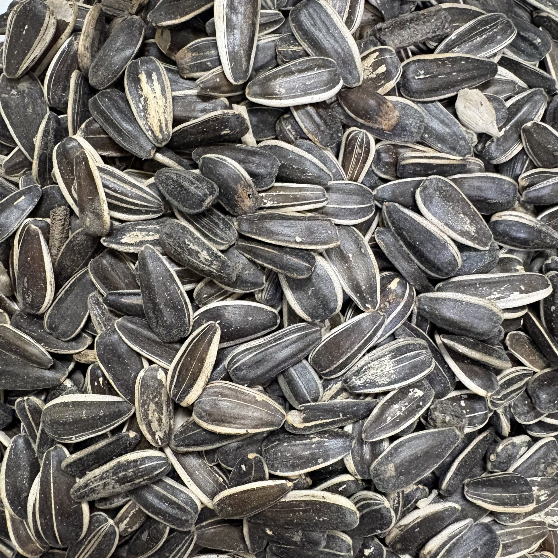 Close-up of sunflower seeds with a dark background