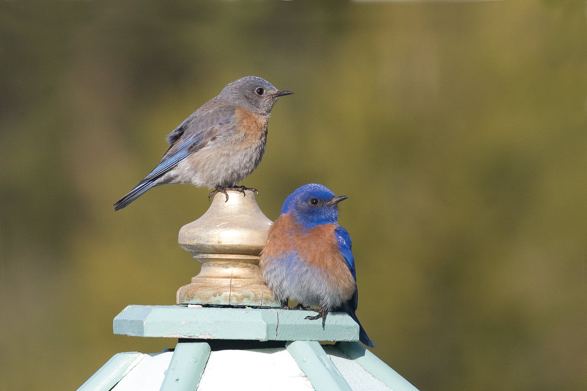 Male and female Western Bluebird