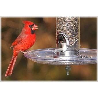 Aspect Tray for Aspect feeders with a Cardinal sitting on it
