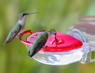 Two Ruby Thoated Hummingbirds on the Gem