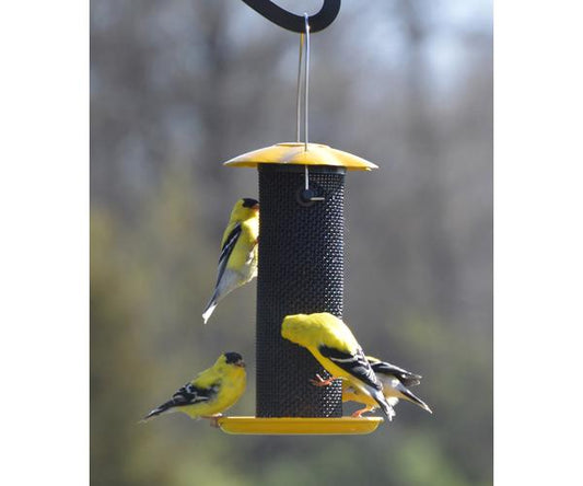 Finch feeder with 3 American Goldfinches