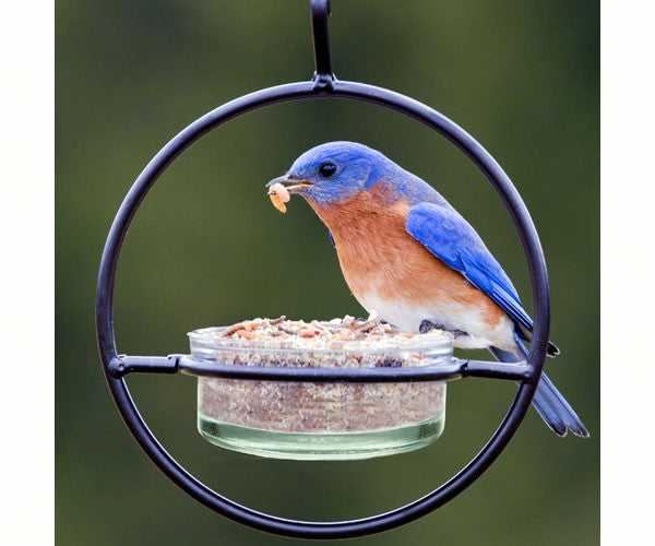 Clear dish metal ring feeder with a male Eastern Bluebird