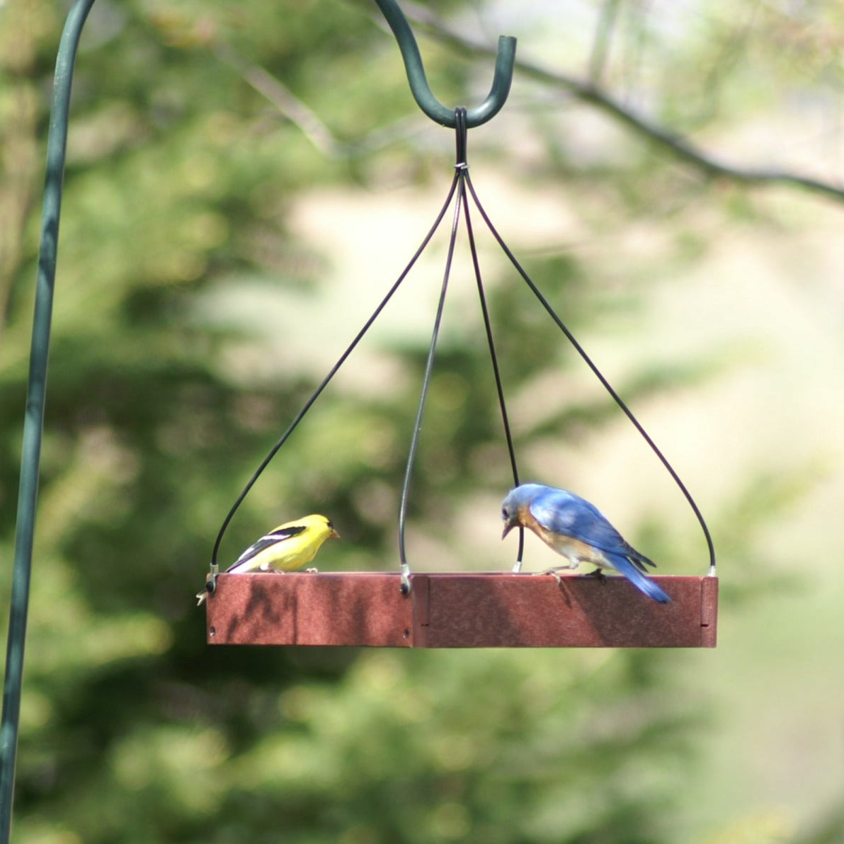 Cherry red hanging tray feeder with a male American Goldfinch and Eastern Bluebird