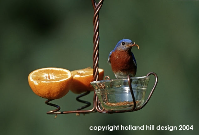 Copper wire Fruit and Jelly Feeder with male Eastern Bluebird