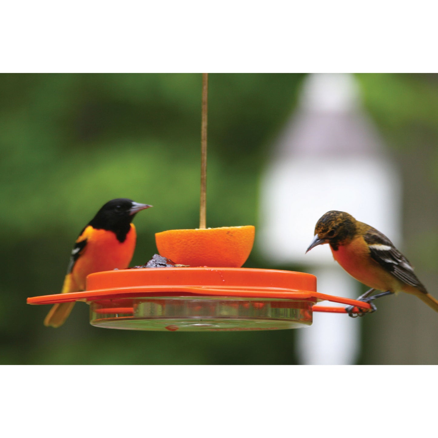 Orange oriole feeder with two Baltimore Orioles