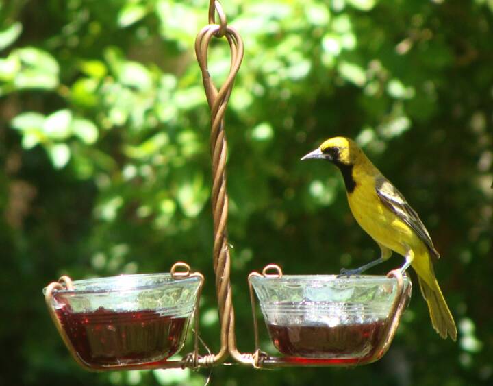 Double Glass Jelly Cup Feeder with first year male Orchard Oriole