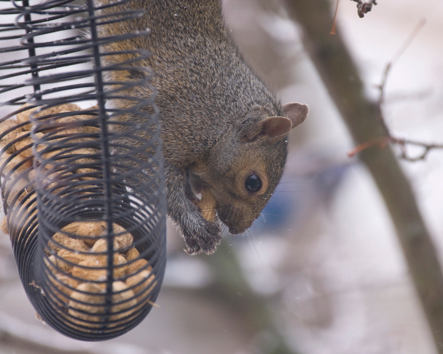 Squirrel eating an in-shell peanut from black peanut ring feeder.