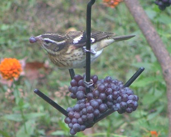 ERVA black wire fruit feeder with grapes and female Rose-breasted Grosbeak